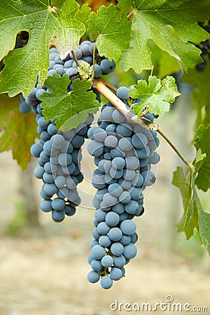 Cabernet Grapes Stock Photo