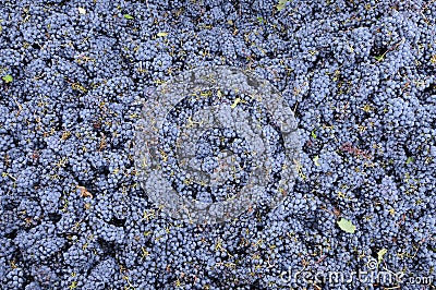 Cabernet Sauvignon Stock Photo