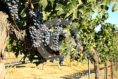 Cabernet Sauvignon grapes Stock Photo