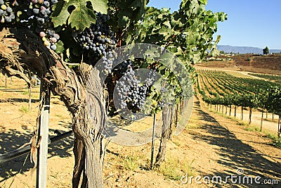 Cabernet Sauvignon grapes Stock Photo