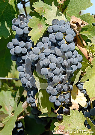 Cabernet Sauvignon Grapes Stock Photo