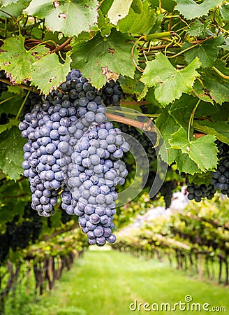 Cabernet Sauvignon grapes variety. Cabernet Sauvignon is one of the world`s most widely recognized red wine grape varieties. Sout Stock Photo