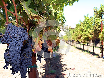 Cabernet Sauvignon grapes on vine Stock Photo