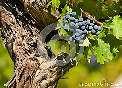 Cabernet Sauvignon Stock Photo