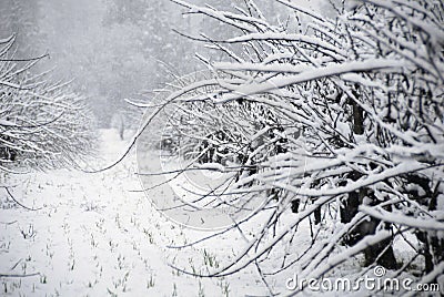 Cabernet Sauvignon in the snow Stock Photo