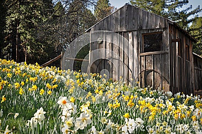 Cabin at Daffodil Hill Stock Photo