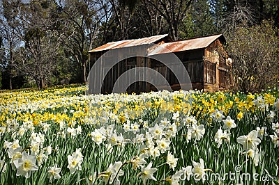 Cabin at Daffodil Hill California Stock Photo