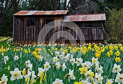 Cabin and Daffodils Stock Photo