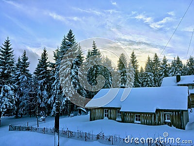 The cabin in the frozen snow forest in front of Christmas trees, Harz region Germany Stock Photo