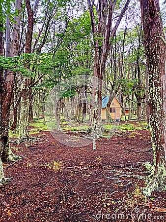 Cabin in the middle of humid forest. Large trees surround a wooden hut in the middle of Tierra del Fuego National Park. Extreme Stock Photo