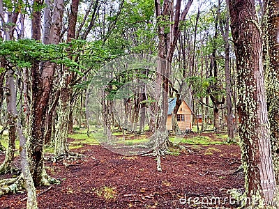 Cabin in the middle of humid forest. Large trees surround a wooden hut in the middle of Tierra del Fuego National Park. Extreme Stock Photo