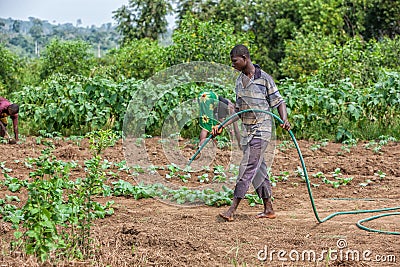 CABINDA/ANGOLA - 09 JUN 2010 - African rural farmer to watering plantation. Editorial Stock Photo