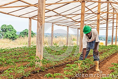 CABINDA/ANGOLA - 09JUN2010 - farmer working in a greenhouse. Editorial Stock Photo