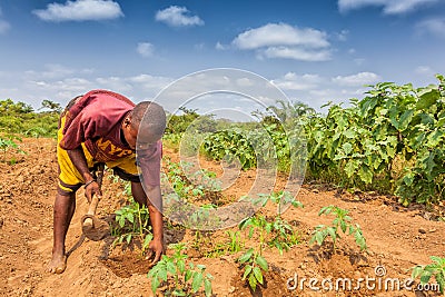 CABINDA/ANGOLA - 09 JUN 2010 - Rural farmer to till land in Cabinda. Angola, Africa. Editorial Stock Photo