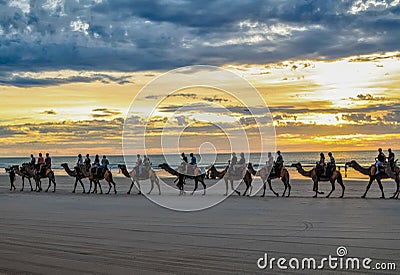 Cable Beach camels, Broome Editorial Stock Photo