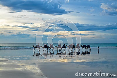 Cable Beach camels Editorial Stock Photo