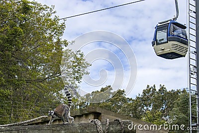 the cable car pass through Ring-tailed lemur (Lemur catta) exhibition area in Taronga zoo. Editorial Stock Photo