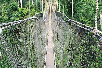 Cable-stayed bridge in tree canopies, Africa Stock Photo