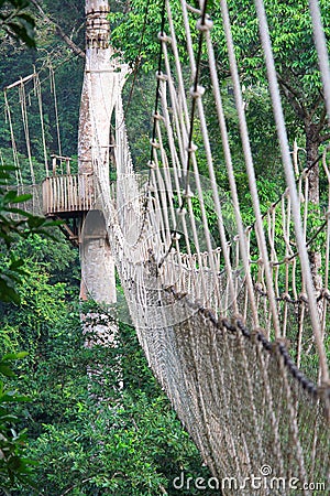 Cable-stayed bridge in tree canopies, Africa Stock Photo