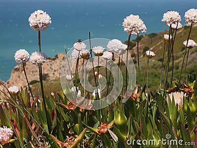 Wild flowers in Cabo da Roca near Sintra, Portugal, continental Europeâ€™s westernmost point Stock Photo