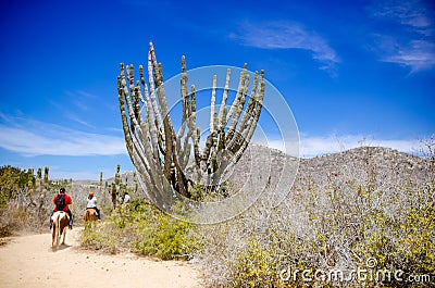 Tourists horseback riding on the beach in Cabo San Lucas, Baja California Editorial Stock Photo