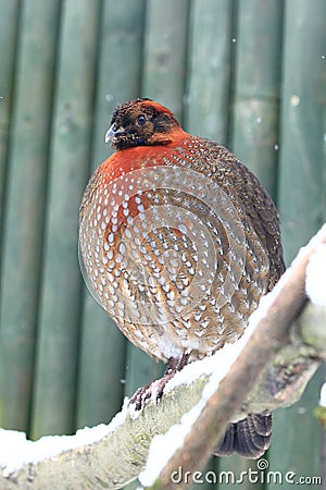 Cabot's tragopan Stock Photo