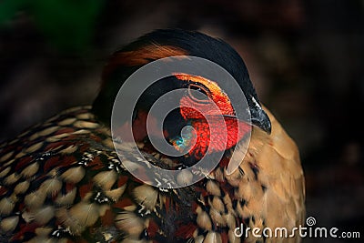 Cabot`s tragopan, Tragopan caboti, beautiful pheasant from China, wildlife Asia. Detail close-up portrait of red black pheasant, Stock Photo
