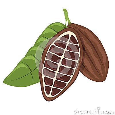 Cacao bean Vector Illustration