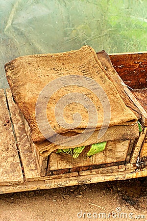 Cacao beans fermenting in a wooden box Stock Photo