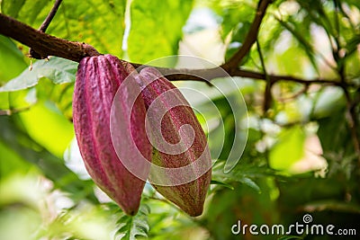 Cacao fruits on cocoa tree. The seeds from the fruits are called cocoa beans, which are used in chocolate Stock Photo
