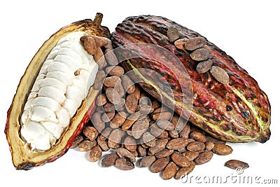 Cacao fruits Stock Photo