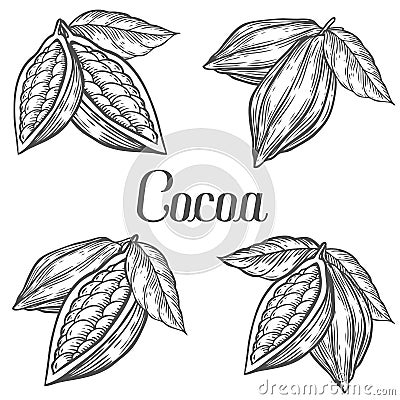 Cacao Hand drawn. Cocoa botany vector illustration set. Doodle of healthy nutrient food. Cacao engraving sketch etch line. Organic Vector Illustration