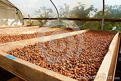 Cacao Nibs Roasting on Flats Stock Photo