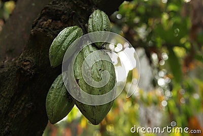 Cacao Tree (Theobroma cacao). Stock Photo