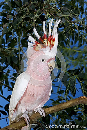CACATOES A HUPPE ROUGE cacatua moluccensis Stock Photo