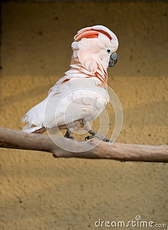 Cacatua Moluccensis Stock Photo