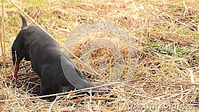 Caccia del cane del bassotto tedesco per le talpe nel terreno del giardino coperto di erba asciutta Metraggio costante tenuto in archivi video Caccia del cane del bassotto tedesco per le talpe nel terreno del giardino coperto di erba asciutta Metraggio costante tenuto in archivi video