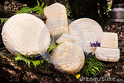 Caciotta cheese in a bucolic scenery Stock Photo