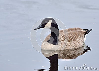 Cackling Goose Stock Photo