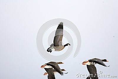 Cackling Goose Stock Photo