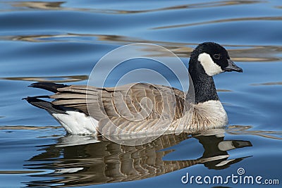 Cackling Goose Stock Photo