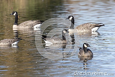 Cackling goose and Canada Goose Stock Photo