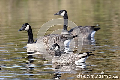 Cackling goose and Canada Goose Stock Photo