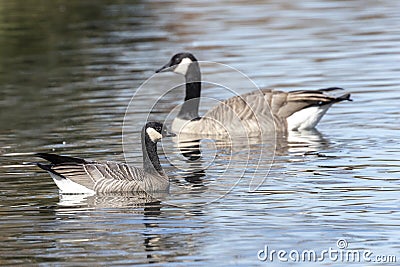 Cackling goose and Canada Goose Stock Photo