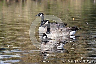 Cackling goose and Canada Goose Stock Photo
