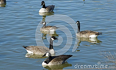 Cackling Goose with Canada geese lake in canyon texas Stock Photo