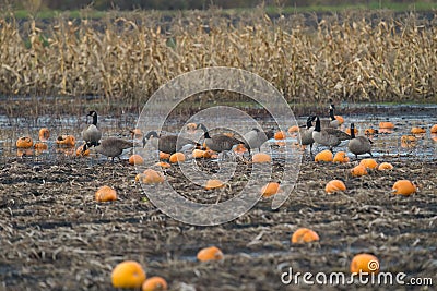 Cackling Goose feeding in marsh Stock Photo