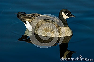 Cackling Goose Stock Photo