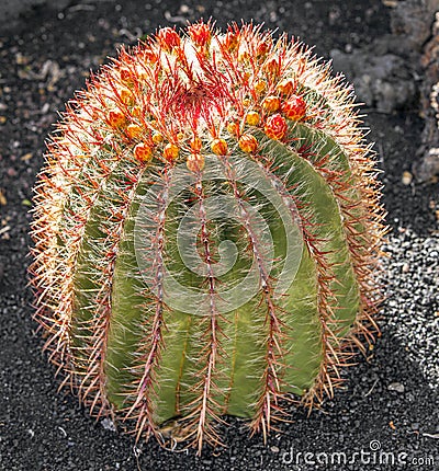 Cact, Echinocactus grusonii (Golden Barrel Cactus) Stock Photo