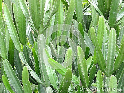 Cactaceae cactus green thorny Stock Photo